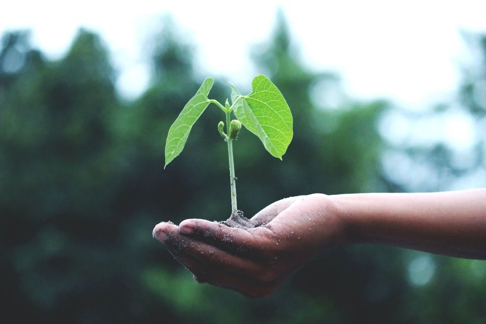 Economía y Ambiente